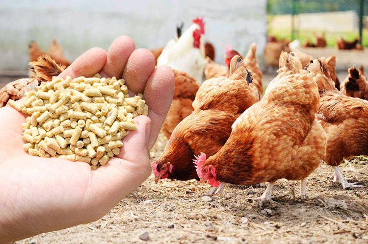 poultry-feed-1